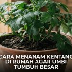 Cara Menanam Kentang di Rumah Agar Umbi Tumbuh Besar
