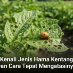 Kenali Jenis Hama Kentang Dan Cara Tepat Mengatasinya