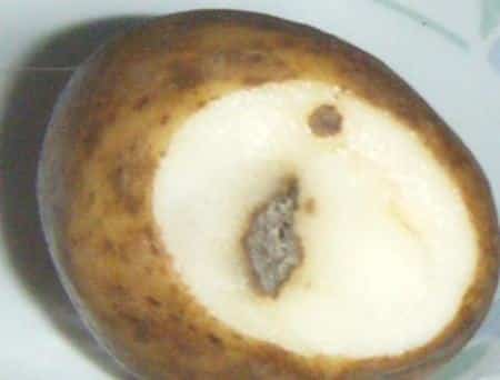 potato with dark center