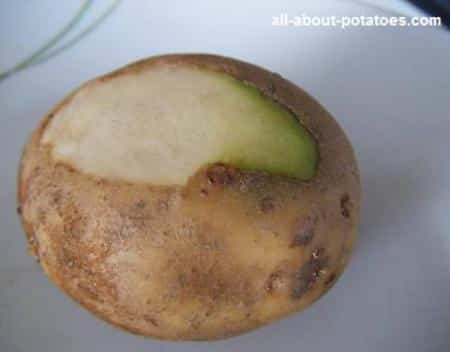 one of the green potatoes