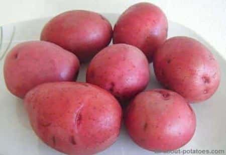 what is the difference between new potatoes and normal potatoes?