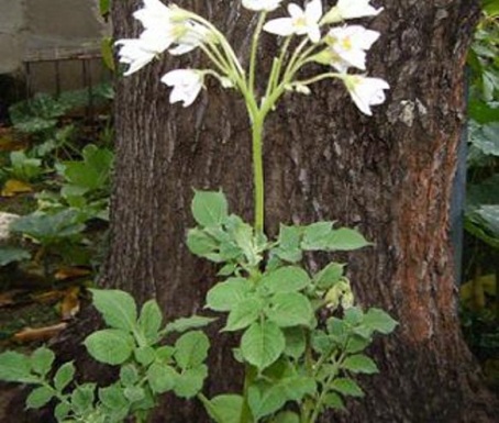 plant of potato with flowers