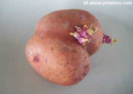 are potato sprouts poison?