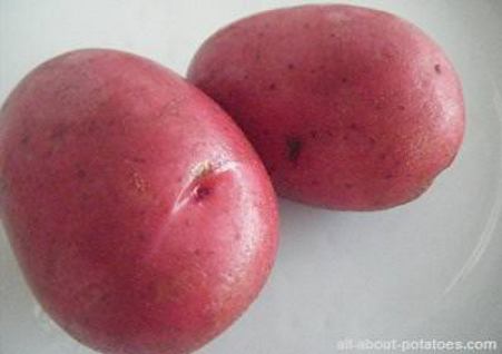 growing red potatoes